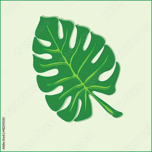 tropical fern leaf on white backfround vecotr