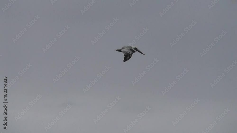 Video of a pelican flying over the beach in the Caribbean Video of a pelican flying over the beach in the Caribbean