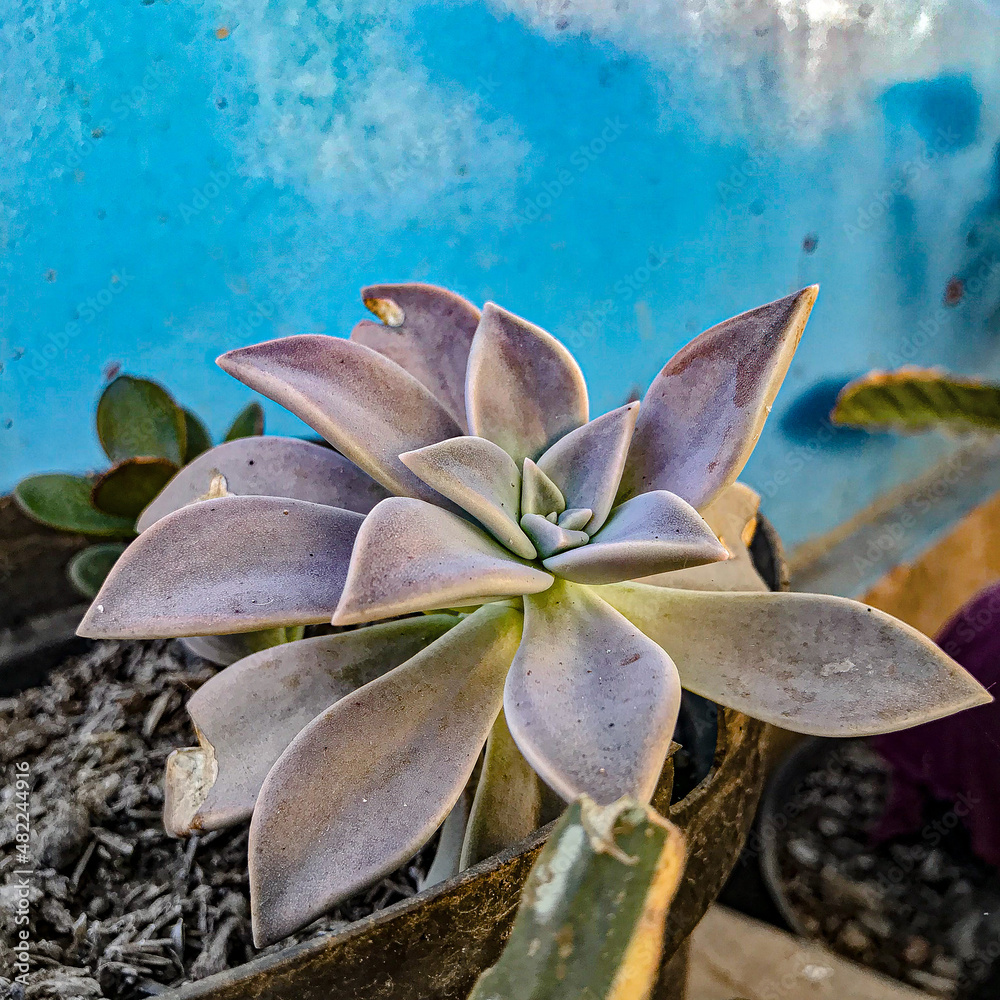 Plant Plant