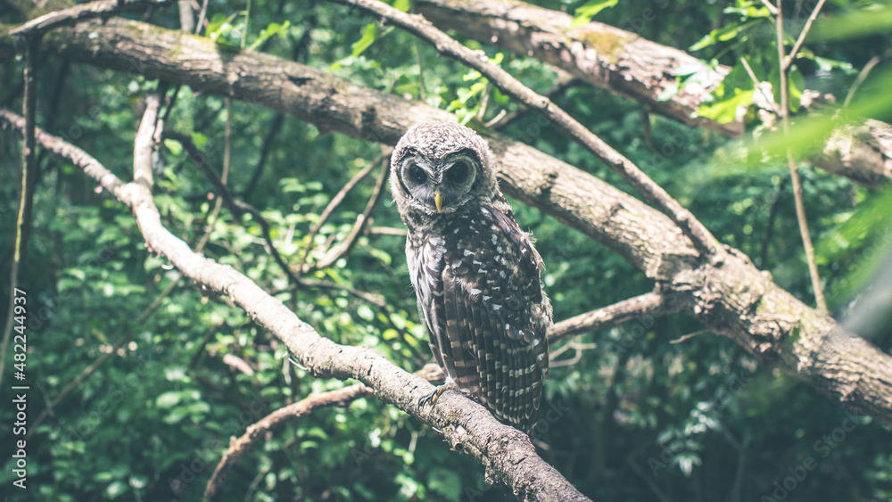 Fototapeta premium Owl Looking