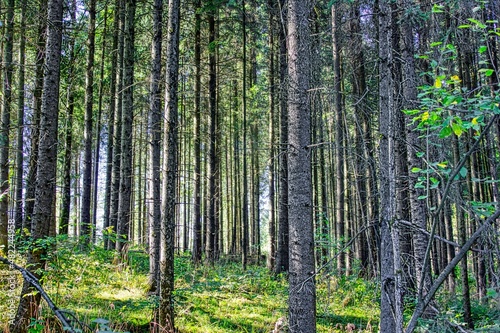 The magical world of the forest in colorful colors