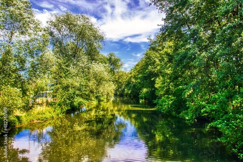 The magical world of the forest in colorful colors