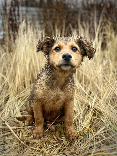 Full length portrait of a brown puppy sitting among tall dry grass