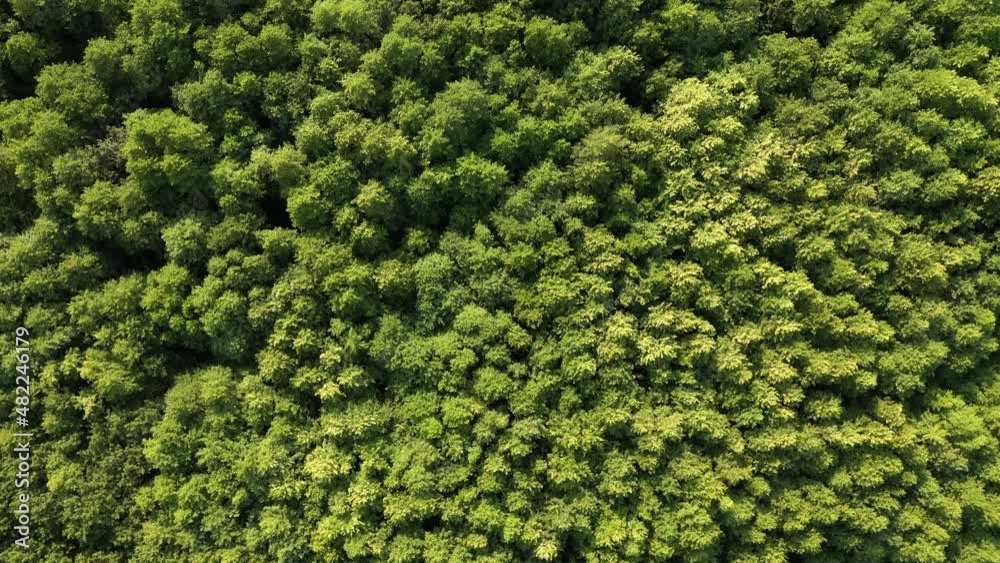 Drone shot of beautiful green deciduous forest,
Drone shot of beautiful green deciduous forest,