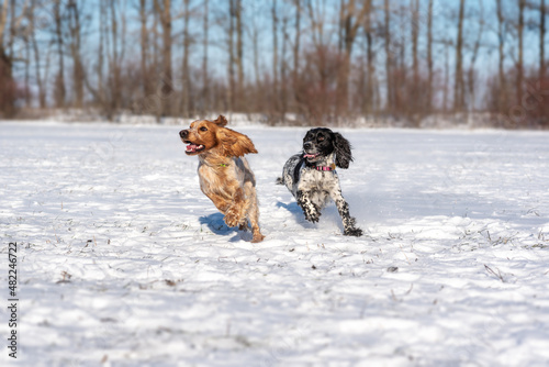Fototapeta Naklejka Na Ścianę i Meble -  Two beautiful cheerful dogs of the Russian Spaniel breed run through a snowy park. Hunting dog.