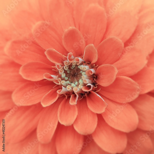 Photo of the core of a pink flower close-up