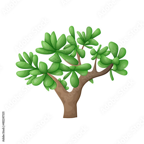 Home plant succulent crassula or jade bonsai