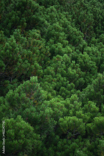 dense coniferous shrubs grow in mountain forests