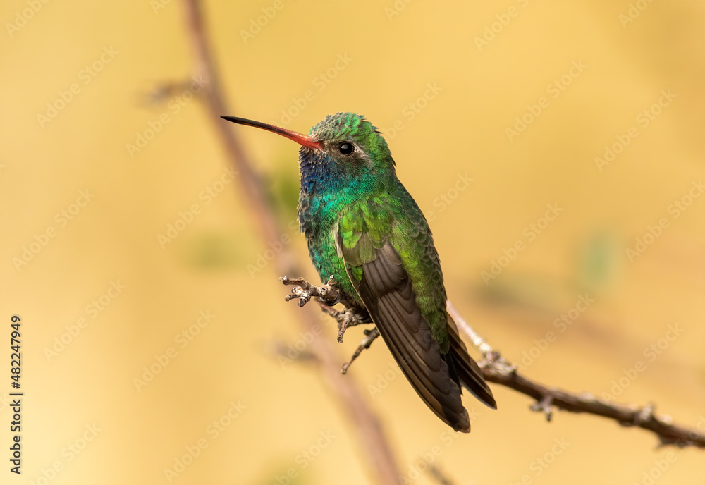 Broad billed hummingbird perched on twig in southern arizona Broad billed hummingbird perched on twig in southern arizona