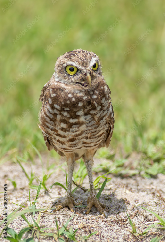 Burrowing Owlet sitting outside of its burrow Burrowing Owlet sitting outside of its burrow