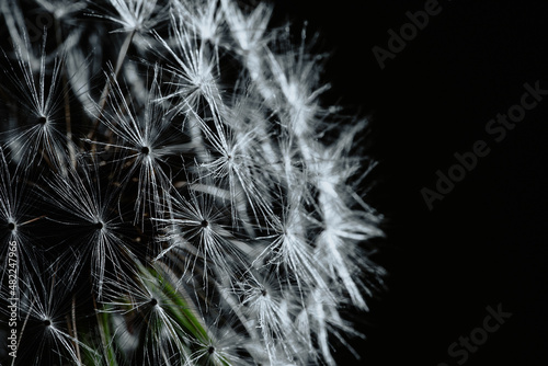 Macro dandelion dark black background. Freedom to Wish. Seed macro closeup. Goodbye Summer Hope and dreaming concept. Fragility. Springtime. soft focus. Macro nature. abstract background