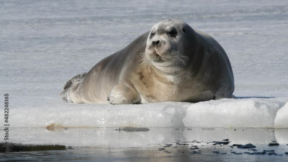 Young seal resting on an ice floe. Close up. Front view. The bearded
