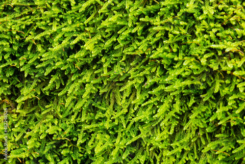 Beautiful green wet forest moss forms a pattern