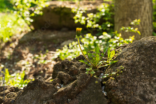 Dandelion prorolls and grows on a stone