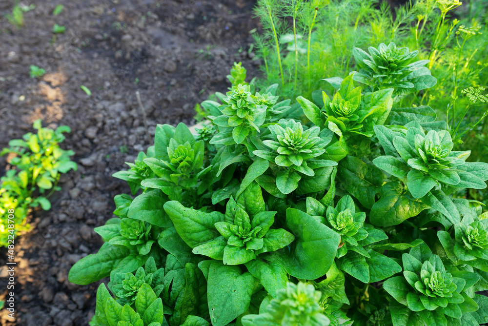 spinach plant grows in a farmer's garden spinach plant grows in a farmer's garden