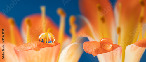 flower and rain drops - macro photography photo