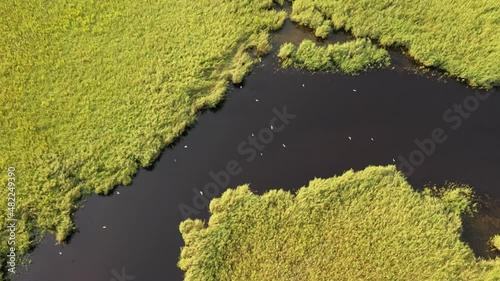 Bird crossing over the river by drone, Kolkheti National Park, Georgia photo