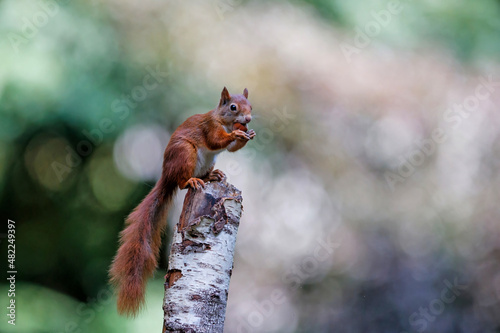 Eurasian red squirrel (Sciurus vulgaris) searching for food in the forest in the South of the Netherlands. 
