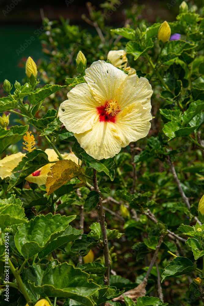 flower in garden flower in garden