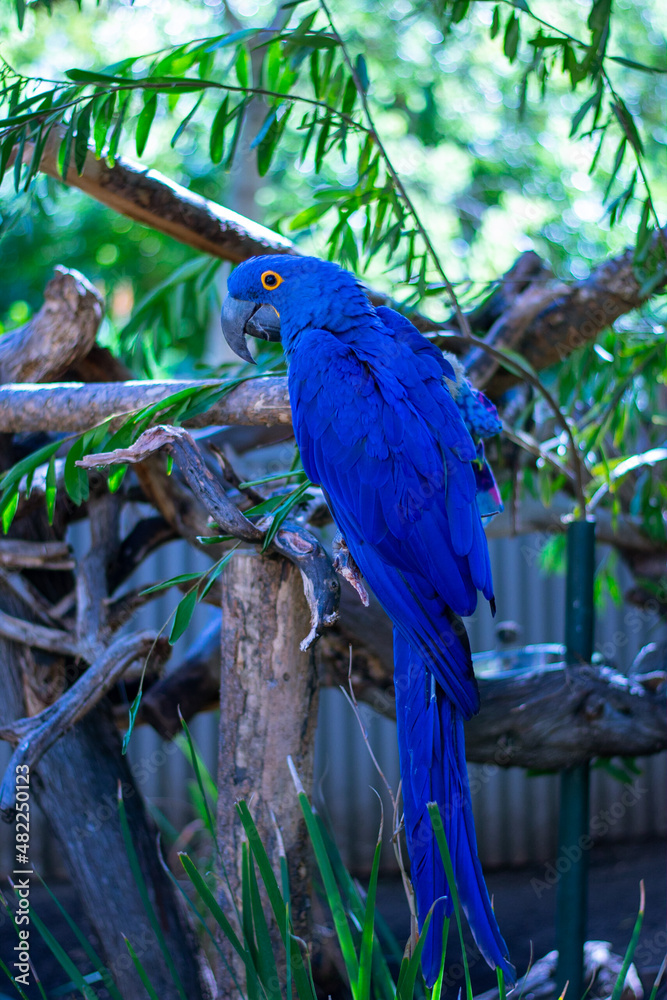 Obraz premium blue and yellow macaw