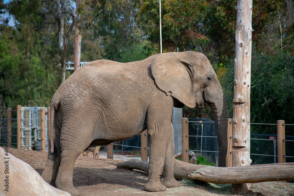 Fototapeta premium Resting Elephant