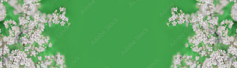 spring banner with blossoming fruit tree branches on green background with copy space spring banner with blossoming fruit tree branches on green background with copy space