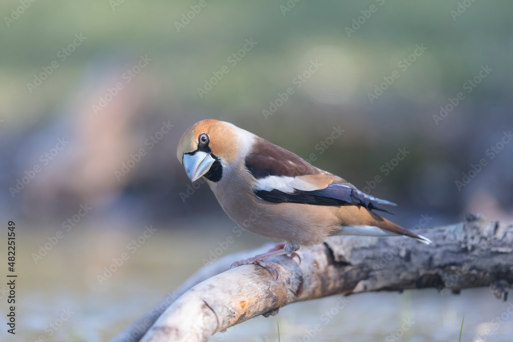 common European Hawfinch Coccothraustes coccothraustes in close view in woodland common European Hawfinch Coccothraustes coccothraustes in close view in woodland
