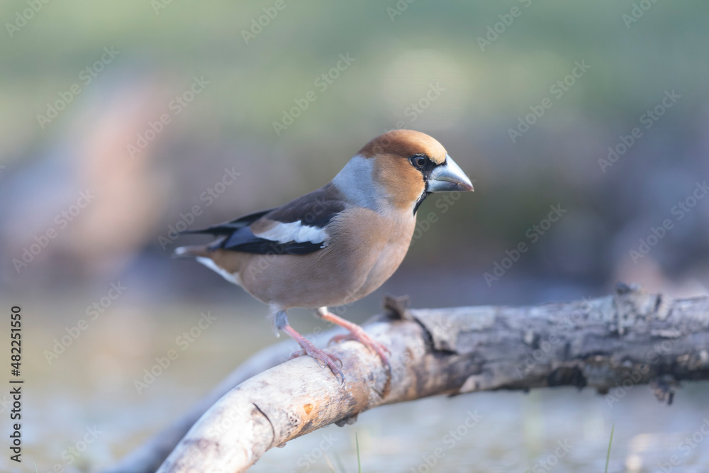 common European Hawfinch Coccothraustes coccothraustes in close view in woodland common European Hawfinch Coccothraustes coccothraustes in close view in woodland