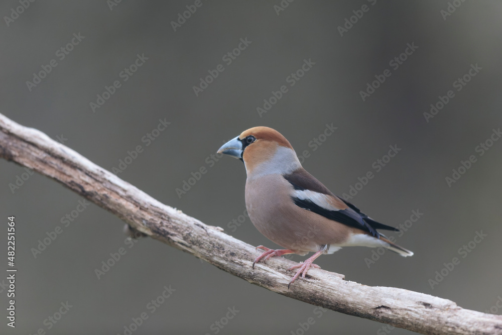 common European Hawfinch Coccothraustes coccothraustes in close view in woodland