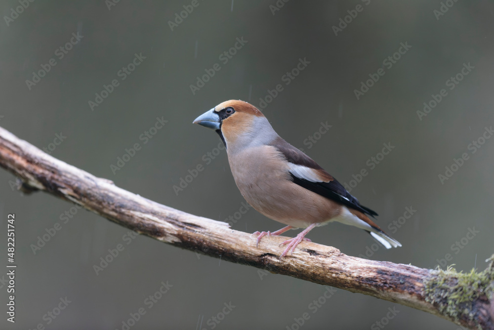 Fototapeta premium common European Hawfinch Coccothraustes coccothraustes in close view in woodland