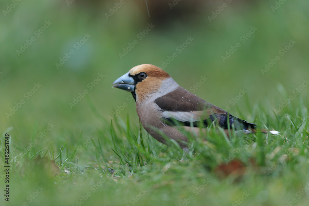 common European Hawfinch Coccothraustes coccothraustes in close view in woodland common European Hawfinch Coccothraustes coccothraustes in close view in woodland