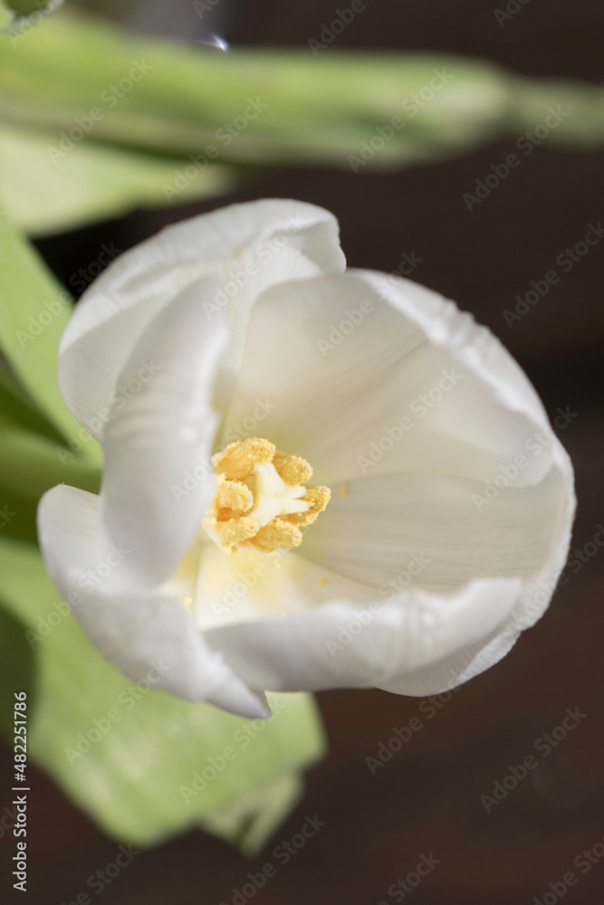 white tulip