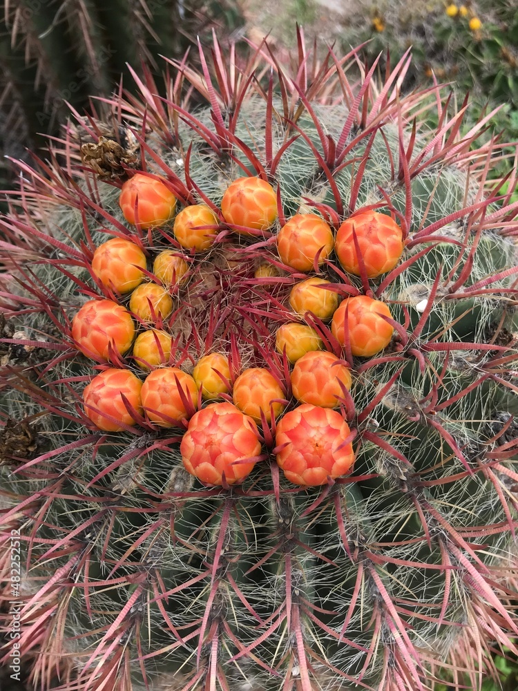 Fototapeta premium Cactus