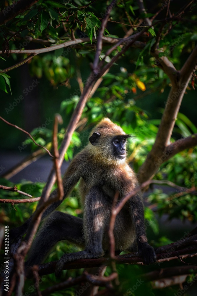 Obraz premium portrait of a monkey 
