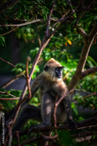 portrait of a monkey 