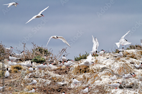South American Tern in Beagle Channel - Argentina
