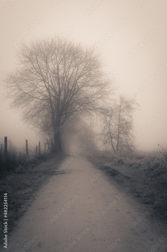 Obraz premium Nebel