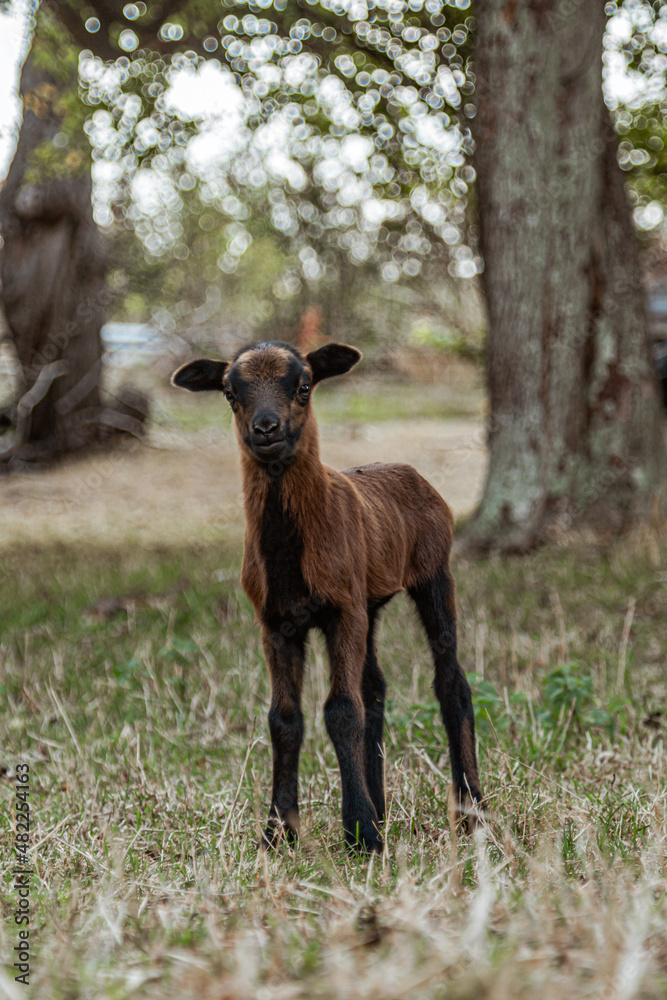 Fototapeta premium Baby goat looking at the camera
