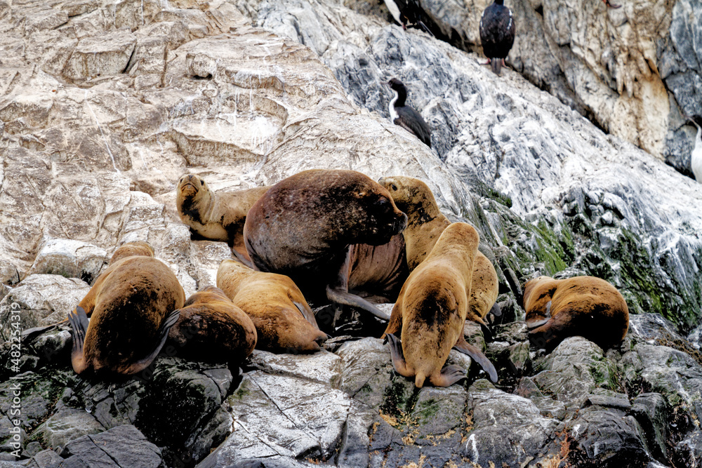 Fototapeta premium Seals and sea lions, Beagle Channel - Argentina