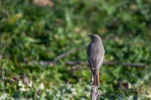 grey heron bird