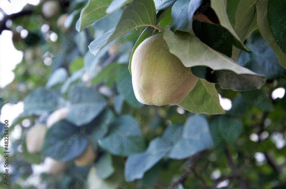 quince fruit on a tree, unripe fruit quince fruit on a tree, unripe fruit