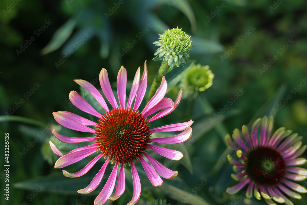 Fototapeta premium Horizontal photo of charmingly beautiful, bicolored pink coneflowers, echinacea purpurea, green twister, in a prairie garden in Chicago. 