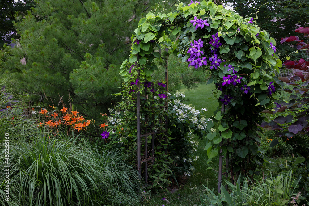 A winding heart shaped dutchman's pipe planted with a spectacular purple clematis, jackamani, in full bloom in July is the focal point of this impressionistic garden along with the orange daylilies.