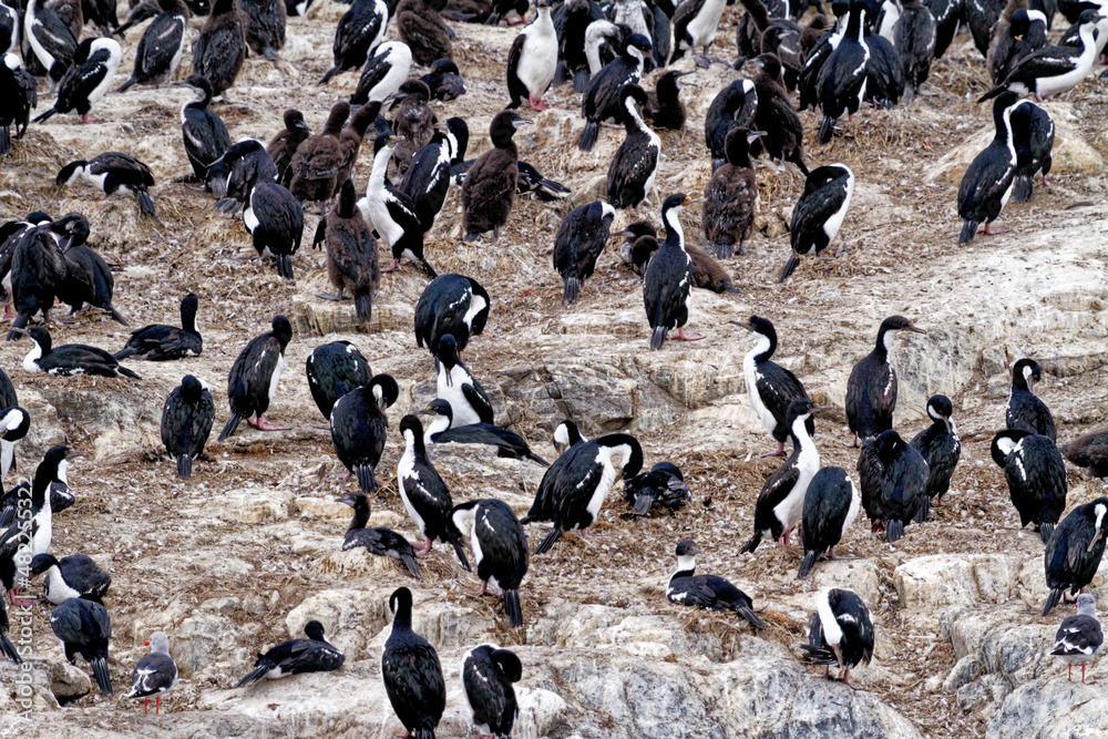 Cormorants on an island in the Beagle Channel, Ushuaia, Tierra del Fuego, Argentina, South America Cormorants on an island in the Beagle Channel, Ushuaia, Tierra del Fuego, Argentina, South America