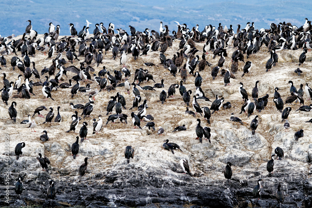 Fototapeta premium Cormorants on an island in the Beagle Channel, Ushuaia, Tierra del Fuego, Argentina, South America