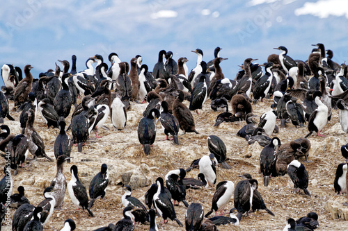Cormorants on an island in the Beagle Channel, Ushuaia, Tierra del Fuego, Argentina, South America © adfoto