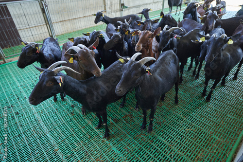 herd of black goats on a paddock farm