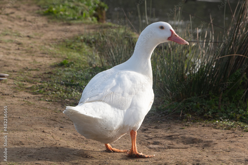 White goose on the bank of a river in Brittany White goose on the bank of a river in Brittany