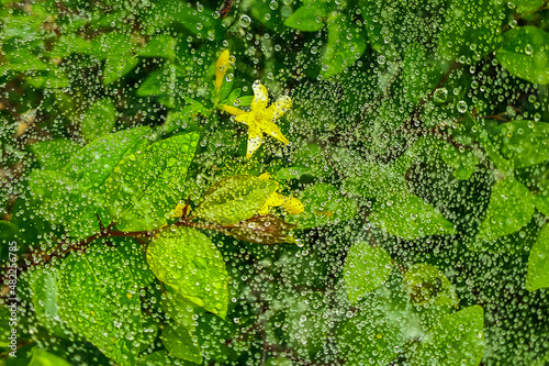 Dew drops on a spider web in the forest grass. High quality photo