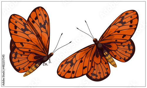 Colorful butterfly urticaria,admiral.Cartoon vector graphic.